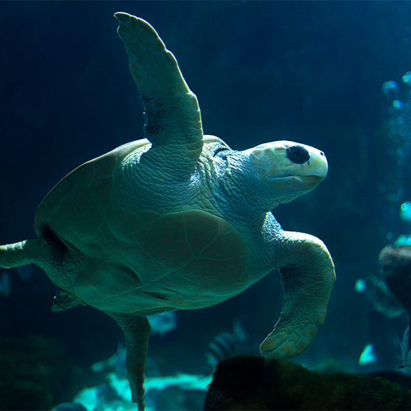 Acuario de Gijon