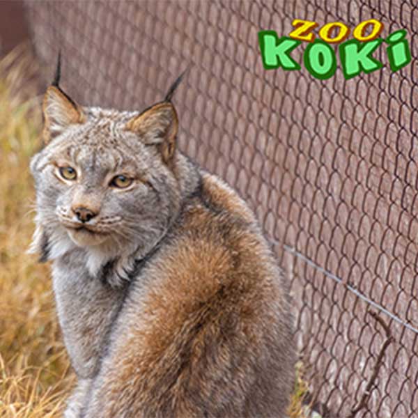 Zoo Koki