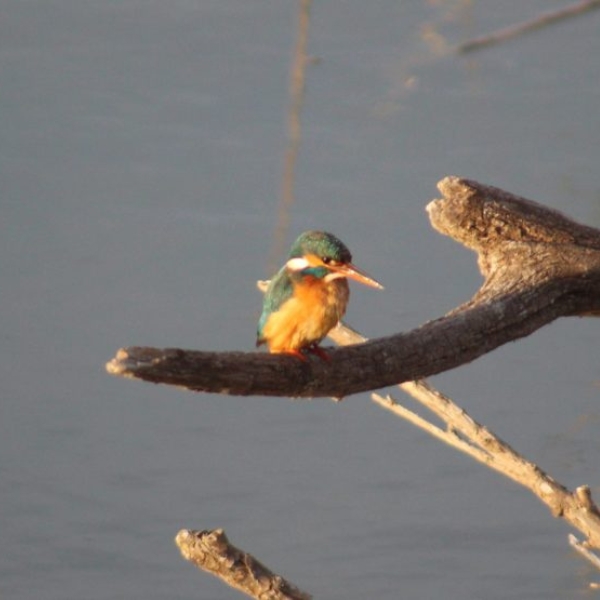 Visitas en el Delta del Ebro