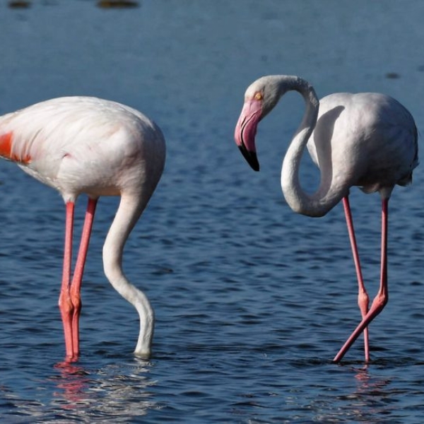 Visitas en el Delta del Ebro