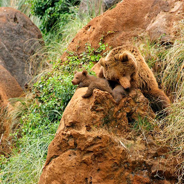 Parque de la Naturaleza de Cabárceno