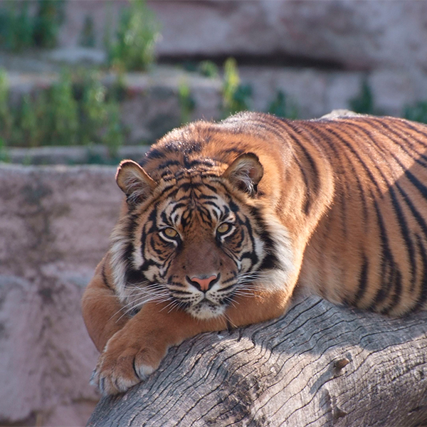 Zoo de Barcelona