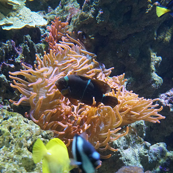 Acuario de Sevilla