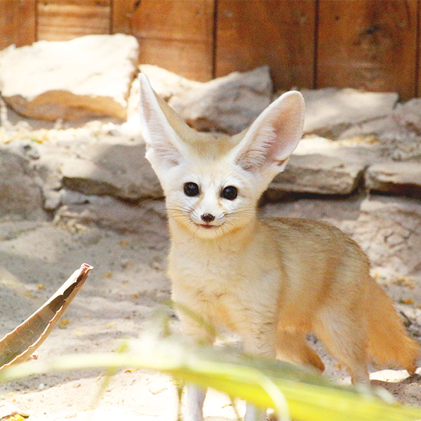 Oasis Wildlife