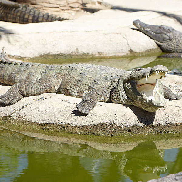 Crocodile Park