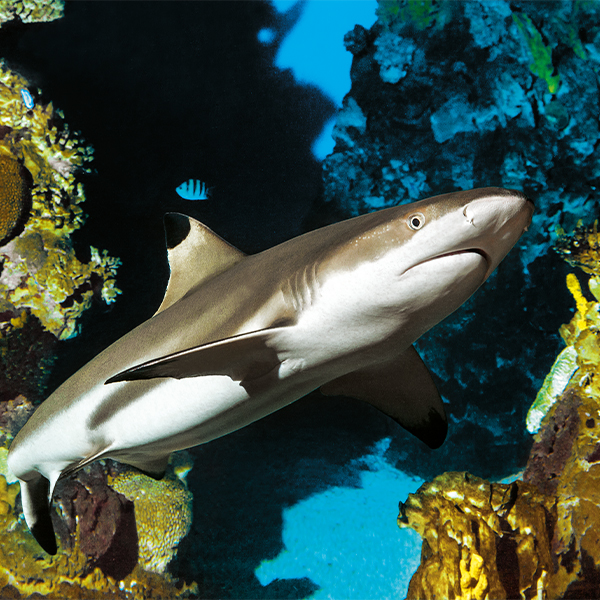 L'Aquàrium de Barcelona