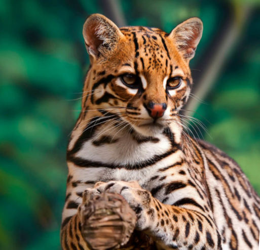 Terra Natura Benidorm