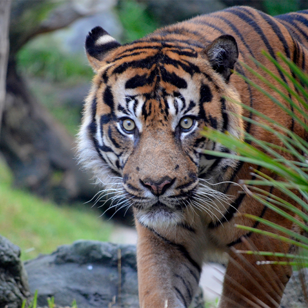 Bioparc Fuengirola